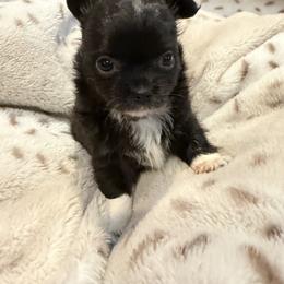 Chase - Black and white male Chihuahua puppy in New Bedford, Massachusetts from Roark Pack Chihuahua's & Pomsky's