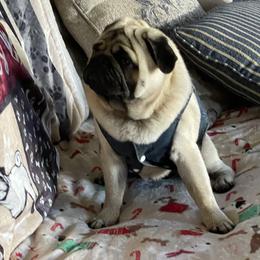 Bulldog and Pug Puppies from Love that bulldog lewter family