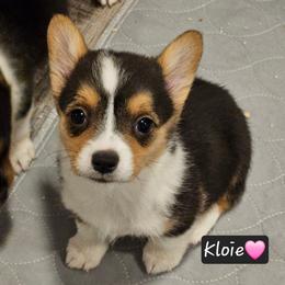 Kloie - Black and tan female Pembroke Welsh Corgi puppy in Frontenac, Kansas from Holloway Corgis