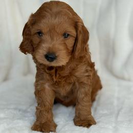 Simba: (22 lbs full grown) - Apricot male Goldendoodle puppy in Phelan, California from High Desert Doodles - the original