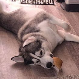 Jasper - Gray and white Siberian Husky puppy in Mccool Junction, Nebraska from Sininger Lagoon