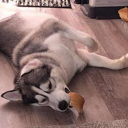 Jasper - Gray and white Siberian Husky puppy in Mccool Junction, Nebraska from Sininger Lagoon