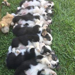 Pembroke Welsh Corgi Puppies from Corgis Hawaii Pleasantstone Aloha Corgis