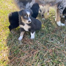 Australian Shepherd Puppies from BarberHof’s  Australian Shepherds