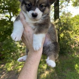 Lainey - Sable and white female American Corgi puppy in Foreman Ar., Arkansas from Grassy Lake Corgis