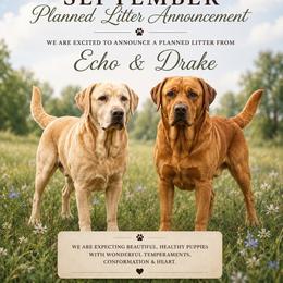 Labrador Retriever puppies from Triple Threat Labradors