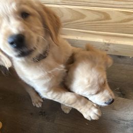 Golden Retriever Puppies from Apple Country Retrievers