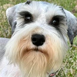 Esme - Miniature Schnauzer