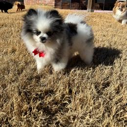 Snoopy Po🩵 - Pomeranian