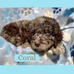Coral - Merle female Goldendoodle puppy in Sterling, Connecticut from Justine’s Retrievers and Doodles