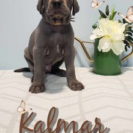 Weimaraner Puppies from LAAT Weims