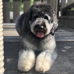 Macy - Aussiedoodle