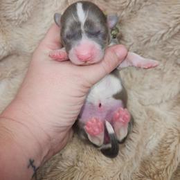 Luna - Blue female Pembroke Welsh Corgi puppy in Orrtanna, Pennsylvania from Mountain Top Shepherd's