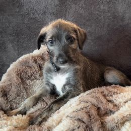 Irish Wolfhound Puppies from Westover Wolfhounds