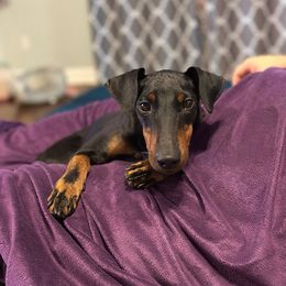 Arwen - Manchester Terrier