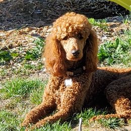 Lizzi - Poodle