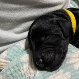 Goldendoodle Puppies from U Need A Doodle