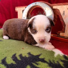 Miniature American Shepherd and Miniature Australian Shepherd Puppies from Tini Thyme Mini Aussies