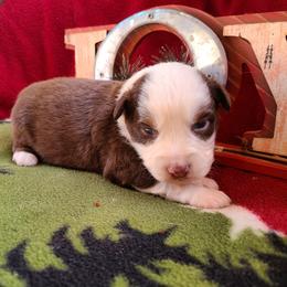 Miniature American Shepherd and Miniature Australian Shepherd Puppies from Tini Thyme Mini Aussies