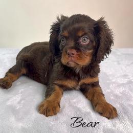 Bear - Chocolate male Cavalier King Charles Spaniel puppy in Miami, Florida from Maria's Pups