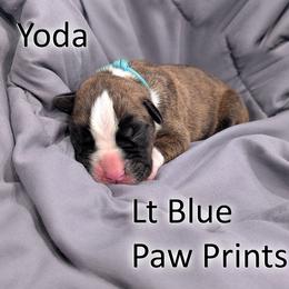 Yoda - Light Blue Paw Prints - Brindle male Boxer puppy in Sherrill, Iowa from Balltown Boxers