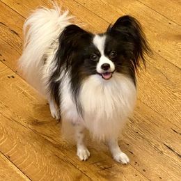 Tito - Papillon