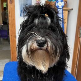 Ori - Havana Silk Dog