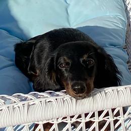 Twix - Dachshund