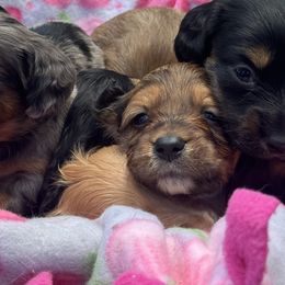 Dachshunds and English Springer Spaniels from Indian Creek Springers and Doxies
