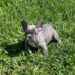 French Bulldog Puppies from A Cozy Kennel