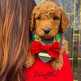 Waffles - Red  male Goldendoodle puppy in State Road, North Carolina from Must Love Doodles