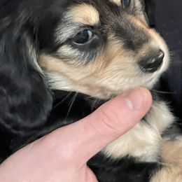Dachshund Puppies from Luyala Dachshunds