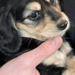 Dachshund Puppies from Luyala Dachshunds