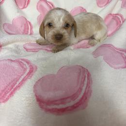 Marie - Piebald female Dachshund puppy in Lake City, Florida from My Ditzy Doxies of Florida