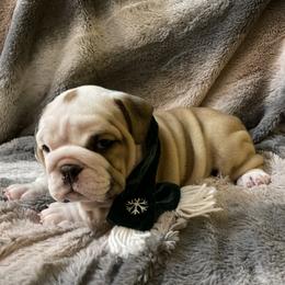 Bulldog Puppies from Semper Fi Bulldogs