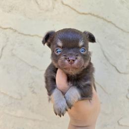 Boy - Chocolate and tan male Chihuahua puppy in Vineland, New Jersey from Royal Companion's