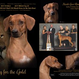Jena - Rhodesian Ridgeback