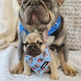 French Bulldog Puppies from Emeraldfrenchies