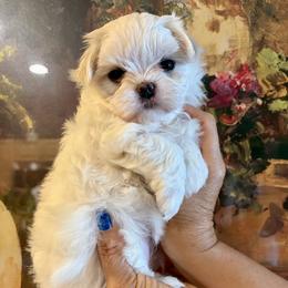 Girl 2 - White female Maltese puppy in North Port, Florida from Sandykov
