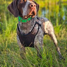 Buck - German Shorthaired Pointer