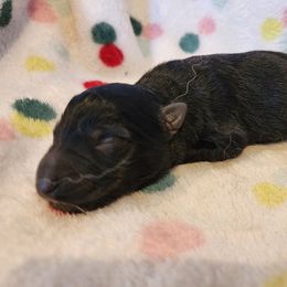 Oreo - Black male German Shepherd puppy in Los Lunas, New Mexico from Mali's German Shepherds