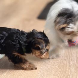 Yorkshire Terrier Puppies from Whispering Willows Kennels