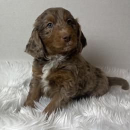 Willow is a elegant little girl - Brown merle female Aussiedoodle puppy in Clarkston, Washington from Doodle & poodle palace