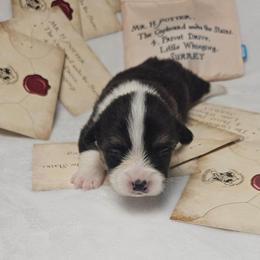 Harry Potter-docked tail - Black and tan male Pembroke Welsh Corgi puppy in Deming, New Mexico from Dragon Ridge Corgis