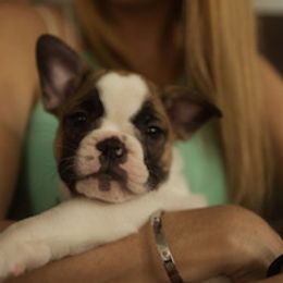 Domino - White and fawn French Bulldog puppy in Viera, Florida from The French Amigos