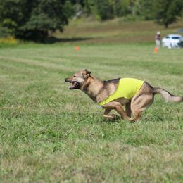 Kishu Ken All Grown Up from Ourou Sou