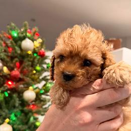 Frosty - Red male Cavapoo puppy in Pleasant Grove, Utah from Puppy Buddy USA