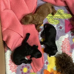 Cockapoo Puppies from Coco's Cocopuffs