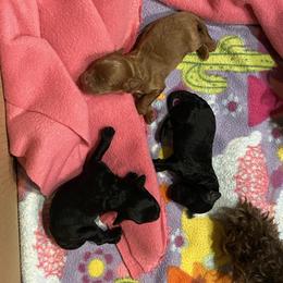 Cockapoo Puppies from Coco's Cocopuffs