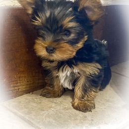 Yorkshire Terrier puppies from Wynsumly